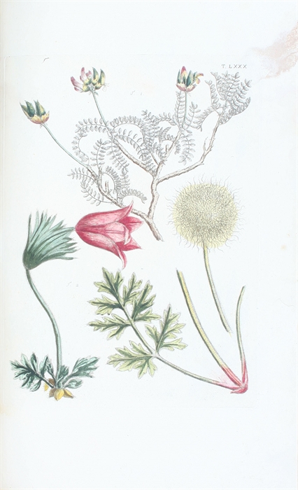 Flora Pedemontana, sive Enumeratio Methodica Stirpium Indigenarum Pedemontii. 3 Tomi. (Vol. 3: Icones accdit explanatio numenclaturae botanicae). + Auctarium ad Floram Pedemontanam, cum notis et emendationibus.