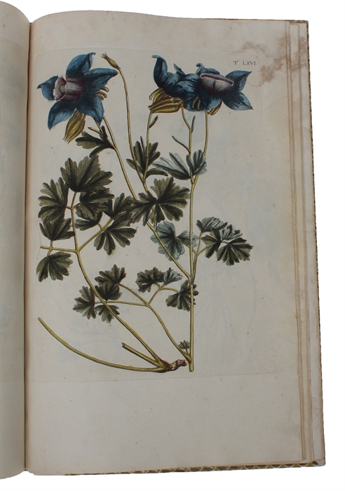 Flora Pedemontana, sive Enumeratio Methodica Stirpium Indigenarum Pedemontii. 3 Tomi. (Vol. 3: Icones accdit explanatio numenclaturae botanicae). + Auctarium ad Floram Pedemontanam, cum notis et emendationibus.