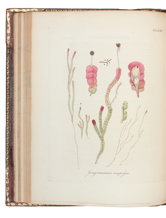 British Jungermanniae: being a History and Description, with colored Figures, of each Species of the Genus, and microscopical Analyses of the Parts.