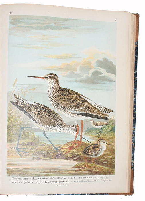 Naturgeschichte der Vögel Mitteleuropas. Neubearbeitet von G. Berg, R. Blasius a.( many others). Hrsg. von Carl R. Heinicke. IX. Band. (Wasserläufer,Schnepfen, Schwäne, Gänse). Mit 34 Chromotafeln.