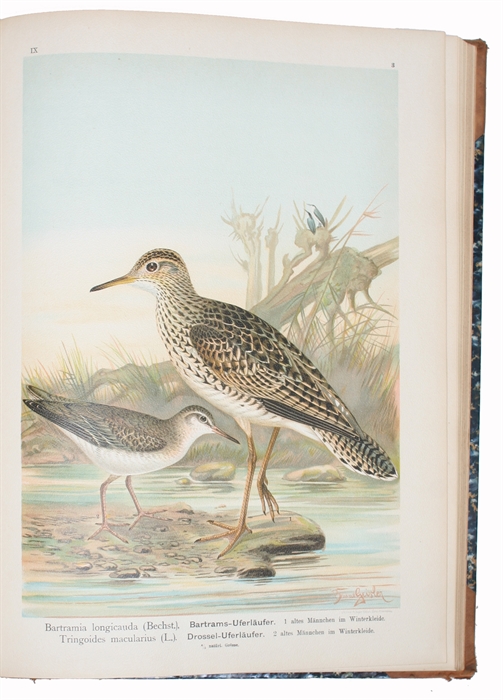 Naturgeschichte der Vögel Mitteleuropas. Neubearbeitet von G. Berg, R. Blasius a.( many others). Hrsg. von Carl R. Heinicke. IX. Band. (Wasserläufer,Schnepfen, Schwäne, Gänse). Mit 34 Chromotafeln.