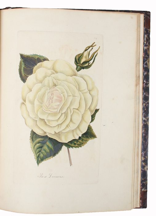 (Flora eller colorerede Afbildninger af Pragt-Blomster, med dansk og tysk Beskrivelse. - Flora oder colorirte Abbildungen von Pracht=Blumen mit deutschen und dänischen Texte).