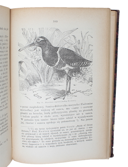 Dobór plciowy. Przetlomaczyl z angielskiego za upowaznieniem autura Ludwik Maslowski. [i.e. Polish: "Descent of Man", Translated by Ludwik Maslowski]. 2 vols. 